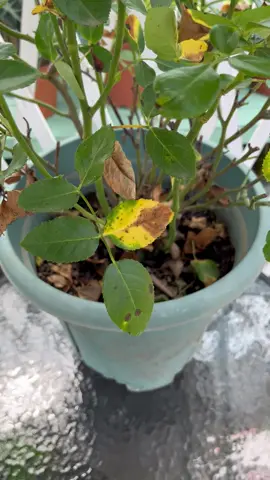 🌸¿Hojas amarillas y secas? Solo vinagre + azúcar y en 20 días tu planta florece de nuevo! 🌿✨#TrucosDeJardinería #CuidadoDePlantas #JardínFeliz