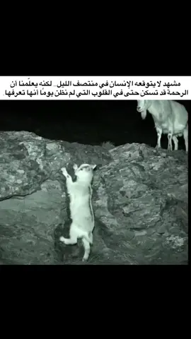 ‏مشهد لا يتوقعه الإنسان في منتصف الليل… لكنه يعلّمنا أن الرحمة قد تسكن حتى في القلوب التي لم نظن يومًا أنها تعرفها. #الرحمة  #اكسبلورexplore  #fyp  #ترند  #explorepage 