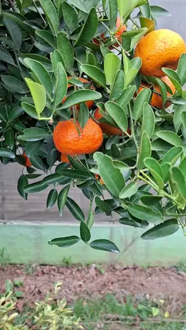 Yuk merapat pohonnya ready #fyp #viral #yourpage #bibitbuah 