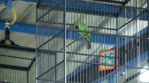 Domino pindah majikan #varellysfsalatiga #cucakijomania #cucakhijau #hobiburung #burunglomba #cucakijoprestasi #cucakhijauindonesia #jamtrokmania #cucakijoindonesia #kicaumania #fypシ゚ #fyp #fyppppppppppppppppppppppp 