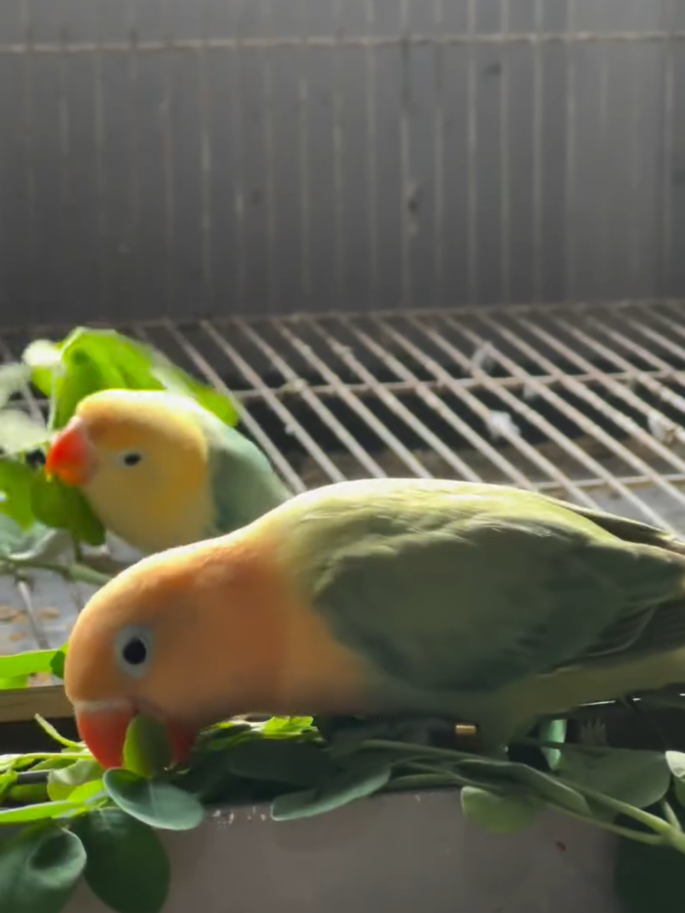 Banyak Manfaat Daun Kelor Untuk Love Bird #lovebirds #ternaklovebird #lovebirdindonesia #burunghobi 