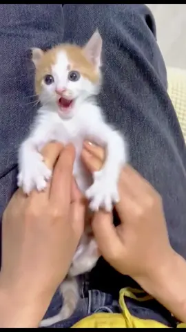 Funny kitten #CapCut #catsoftiktok #foryou #funnypets #kitten 