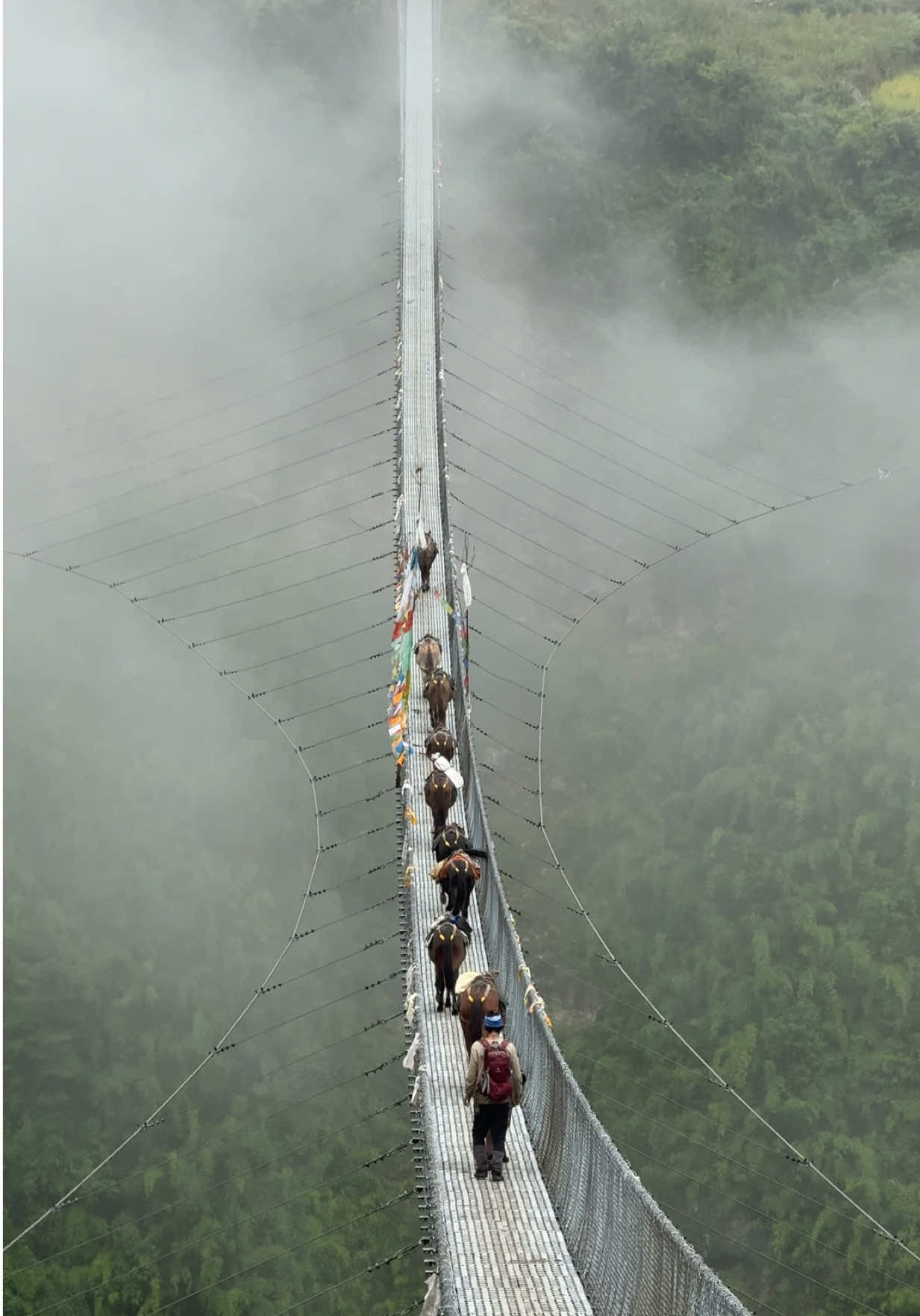 आजको काथमा एउटा लुकेको पत्र❤️ #loveanimal #bridge  #nepal #himalayas  #respect  @explorehimalayas97  @Dandu Sherpa⛷🗻🧗‍♂️  @Adventure Fourteen Summit 