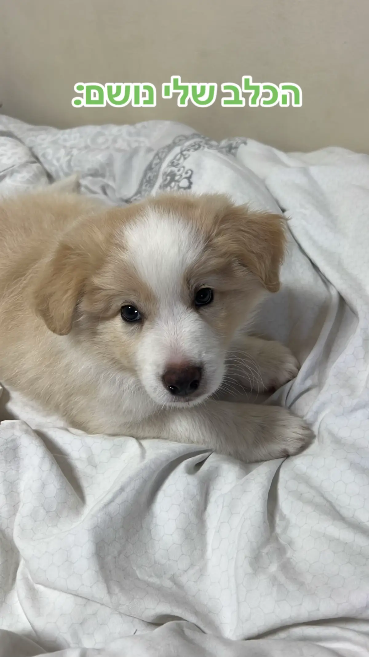 אין יפה ממנו