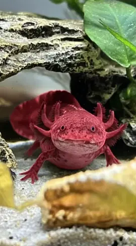 Isn't that cute? #fyp #viral #trending #global #animals *magma red axolotl*