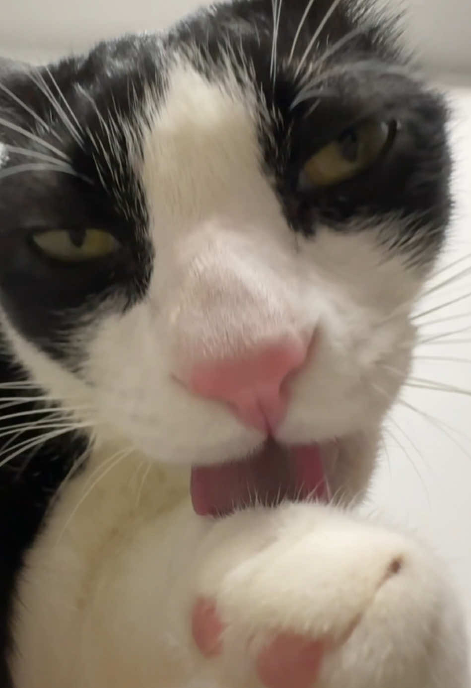 Only you #fyp#LickingCat#lickingcat#pettok#FunnyPet#cuteanimalsoftiktok#sex #cat #sexyy#cats #catlover