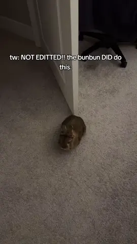 godly bunbun...#bunny #fyp #foryou #foryoupage RAW BUNNY VIDEO NOT MINE, EDITED BY ME THO!!