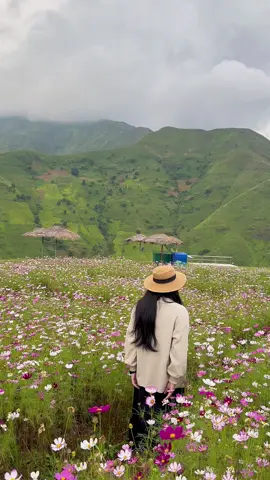 🌸Cây cô đơn có vườn hoa xinh lắm! #xuhuong #travel #checkinvietnam #nanotaxua #taxua 