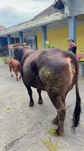 Sudah besar kakak #fyp #fypシ #sapisuper #sapiindonesia #peternaksapiindonesia 