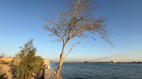 #العراق #البصرة #ابو_الخصيب 