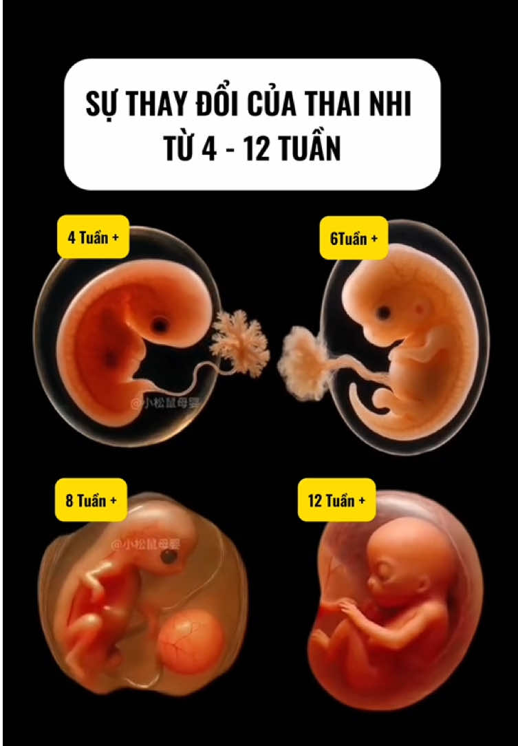 Sự thay đổi thai nhi từ 4-12 tuần #ngucocbaulaclacchinhhang #xuhuongtiktok #LearnOnTikTok #sieuamthai #mangthai 