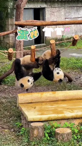 #creatorsearchinsights #cutepanda #pandalover #panda #fy 🐼💟