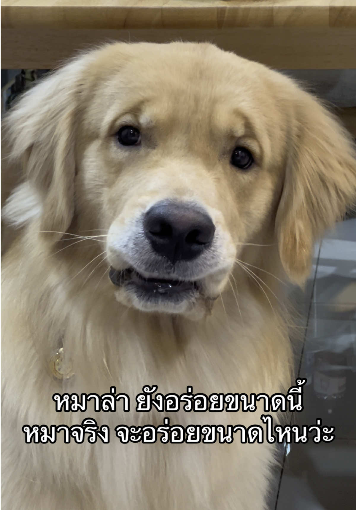 หิวหมาว่ะ😝  #ตาชิโร่กะป้าตาล #โกลเด้นเป็นหมาตลก #โกลเด้นรีทรีฟเวอร์ #goldenretriever #สัตว์เลี้ยงtiktok 
