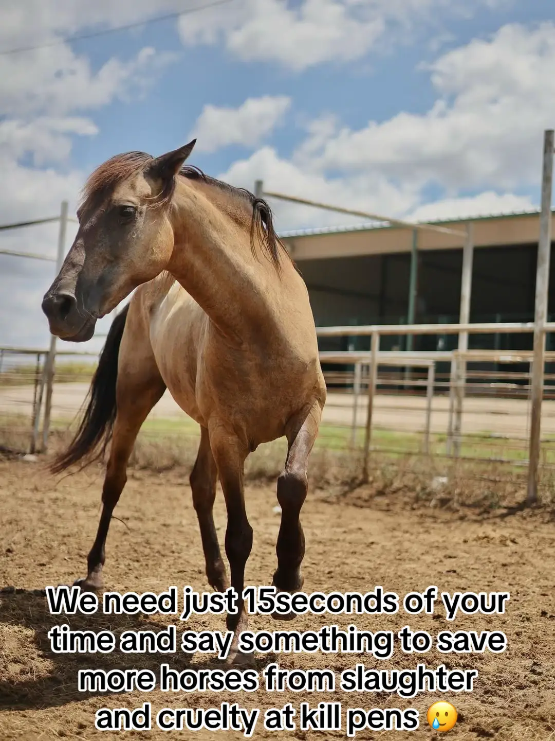 We need just 15seconds of your time and say something to save more horses from slaughter and cruelty at kill pens 🥲🥹🙏🆘 #horselovers #horsesofinstagram #horserescue #horsesoftiktok #sanctuarylife 