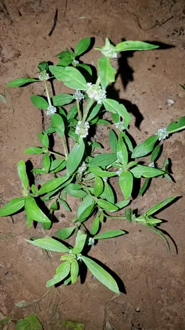 #foryou #watchtillend #foryourpage #nijar🇳🇪 #viral 