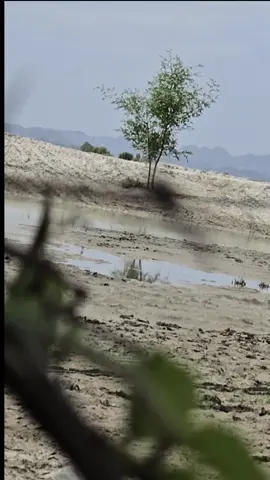 full vlog inshallah youtube a dayag bit🥰🥰#gomazi #shikar #balochistan_beauty 