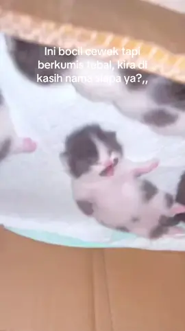 #kucing