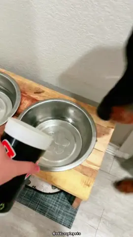Challenge to give your dog just a little bit of dog food🤣🤣#dog#funny#tiktok#usa