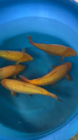 #koi #koidep #koijapan #xuhuongtiktok #đammê 