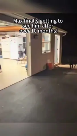 They reunited after many days apart.❤  #pet #cat #dog #cute #animals #foryou #typ