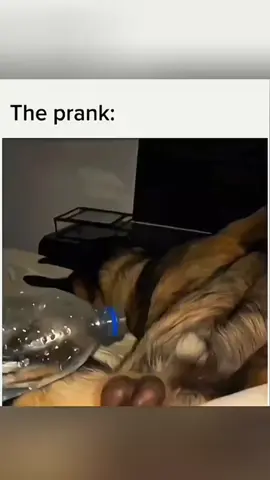Funny animals 🤣 #pet #cat #dog #cute #animals #foryou #typ