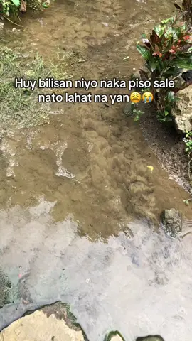 dalian niyo habang bagsk presyo #fyp #12pcsbrushset #universalbrushkit12pcs 