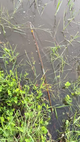 #ทีมงานเบ็ดแต่ง  #ใส่เบ็ดเหยื่อเขียด  #ใส่เบ็ดปลา #ใส่เบ็ดนอนนา  