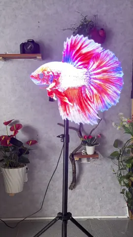 Quạt led 3d #quatled3dhologram #quatledhologram #quatled3d #quatled3dhogram #denled3d