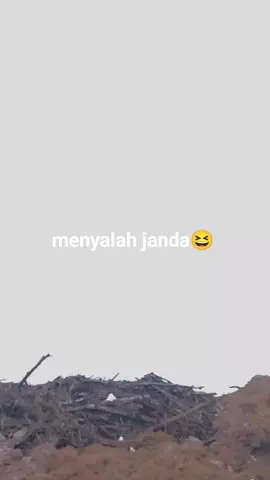 janda muda 