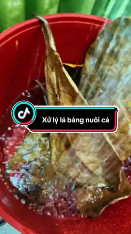 Đây là cách mình hay xử lý lá bàng khô để nuôi cá,các bạn nào chưa biết có thể tham khảo nghen😊#khunglongmeca #labang #nuoica #nuoclabang 