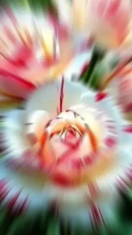 အလကားပေးတဲ့ပန်းမို့ 🌹🌹တန်ဖိုးမရှိဘူးလို့ 🫵🏼အပြောမစောလိုက်ပါနဲ့ 🤫ပန်ကြည့်စမ်းပါဦး😊☺️#fyp #foryoupage #✯♡🌹🌹🩷🌹🌹