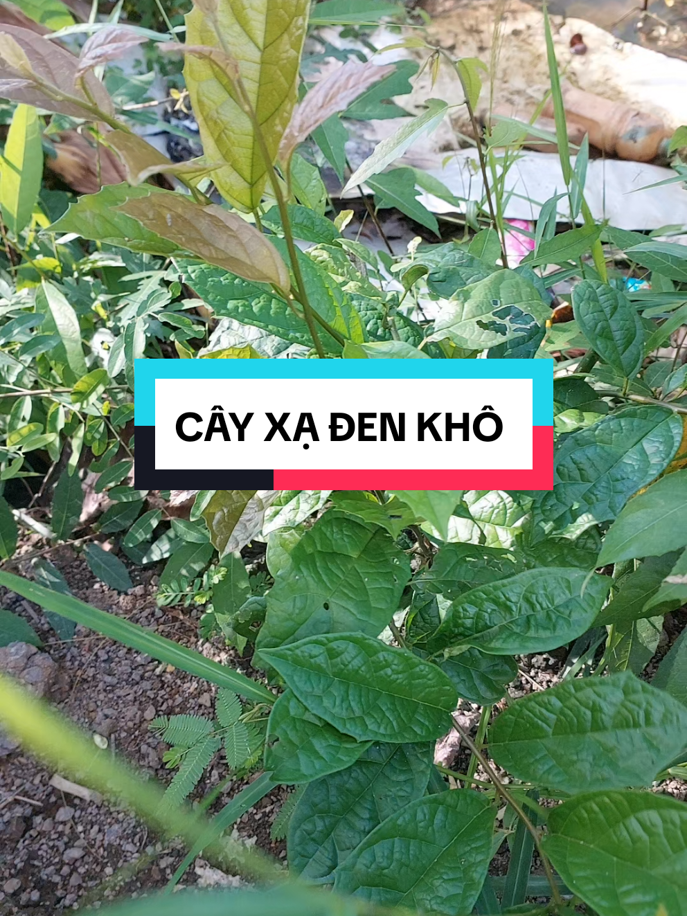 Cây xạ đen khô Hòa Bình nấu nước uống hàng ngày #xuhuong  #suckhoelavang1978  #cayxadenhoabinh  #cayxadenkho  #cayxadencotacdunggi