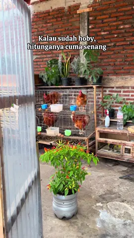 Jangan ditanya untungnya apa #hanzgarden #berkebun #berkebundirumahaja #kebunhanz #ayampetelur
