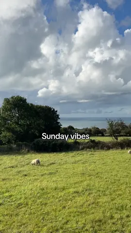 Sunday scenes that feed the soul 😌🐑 #chucklinggoat #sheep #sundayreset #agriculture #countrysidelife 