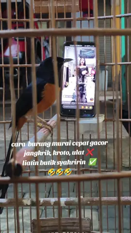 cara cepat gacorin burung murai bisa dilihatlan vidio butik syahririn🤣🤣 #muraibatu#kicaumania #trending #fyp#muraibatuindonesia 