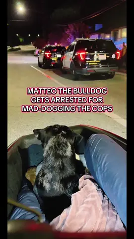 Mateo the bulldog has 4 cops pull us over on our TikTok LIVE bike ride & gets arrested! #cops #arrested #bulldog #tiktoklive #livehighlights 