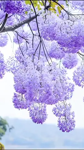 #flowers #naturebeauty #relaxing #videobackground #foryou 