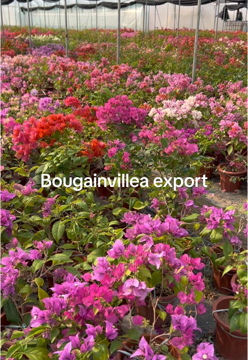 #plant #Chinaplant #greenplant #natureplant #plantexport #bonsai #ficusbonsai #bonsaitree #greentree #landscape #nursery #garden #outdoorplant #exportplants #indoorplant #bougainvillea #flower 