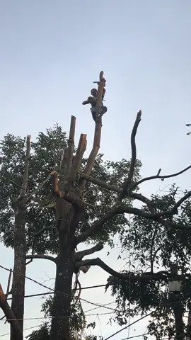 Nỗi khổ thợ cây khi gặp cây phía dưới dính nhiều dây điện#iagrai #iagraigialai #81gialai #cây #chặtcay 