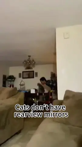 Cats don’t have rearview mirrors 🪞😂😂. #funnyvideos #funny #fyp #pet 