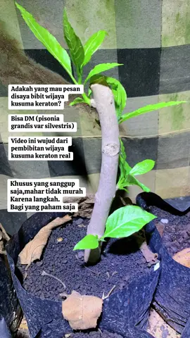 Artikel berita & konservasi (Pertamina, BKSDA, media lokal seperti KRJogja, Wawasan.co, dll.) Konfirmasi bahwa Wijaya Kusuma Keraton adalah flora endemik di Pulau Majeti, Nusakambangan; habitatnya sangat terbatas; bahwa pohon induk asli mulai menipis/terancam punah; usaha pelestarian melalui eksitu dan in situ; penanaman massal sebagai upaya konservasi; aspek legal/tata kelola kawasan Cagar Alam Wijaya Kusuma.   Media lokal & instansi pemerintah.  Memberikan data terkini, lokasi, jumlah pohon, kondisi konservasi. Namun bukan sumber sejarah kuno; kurang detail dalam periode sejarah lampau. Data botani dan klasifikasi Spesies Pisonia grandis memang ada dalam literatur botani; varietas “silvestris” disebut dalam beberapa sumber lokal sebagai identifikasi tanaman wijaya kusuma keraton.  Habitat: batu karang / karang pantai, area pesisir tropis dan pulau karang di Asia Pasifik.   Literatur botani global mengonfirmasi ada spesies Pisonia grandis; varietas silvestris lebih banyak disebut dalam literatur lokal/etnobotani.  Belum ada publikasi ilmiah internasional yang secara rinci mendokumentasikan var. silvestris sebagai entitas taksonomi terpisah dengan bukti genetik (secara global). Catatan konservasi dan institusi Cagar Alam Wijaya Kusuma ditetapkan sebagai kawasan konservasi; BKSDA Jawa Tengah ikut memastikan pelestarian; Pertamina melakukan penanaman sebagai bagian CSR; ada rekor MURI untuk penanaman terbanyak. #bungawijayakusuma #wijayakusuma #pisoniagrandisvarsilvestris #wijayakusumakeraton #fyp 