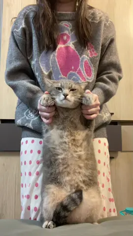 มือขวามาาา #trending #catoftiktok #แมวอ้วน #ทาสแมว #แมวเต้น 