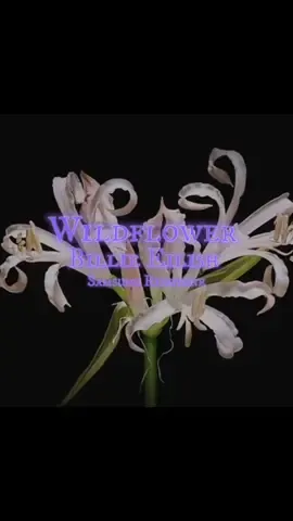 Replying to @ㅤㅤㅤㅤㅤㅤ ㅤㅤㅤㅤ               . 💜#fyp #billieeilishringtone #billieeilish #wildflowerbillieeilish 