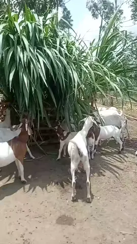 Begendereze nyoo  nsonga nkulu🥺🤪😝😋