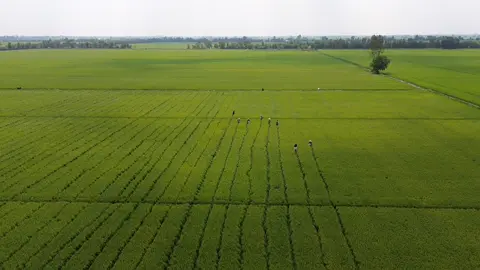 Hỏng biết bay thông cảm #taplamlua #lua #thuhoach #nangsuat #lualon #amnhacvacamxuc 