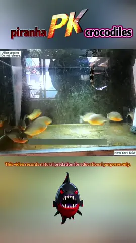 Piranhas versus crocodiles, can piranhas break through crocodile defenses?#Wildlife #Science #FishFeeding #Educational #AnimalFacts 