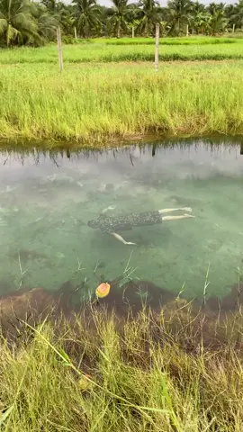 Đặc Công Nước Lặn #daccongvietnam #daccongnuoc5 #daccongnuoc #qdndvn 