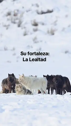 La Hermandad del Lobo.