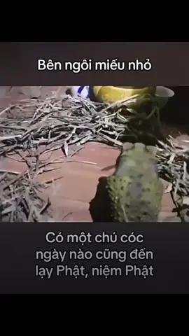 Nam Mô Đại Nguyện Địa Tạng Vương Bồ Tát. Nam Mô A Di Đà Phật  #tâyphươngcựclạc #tịnhđộ #nammoadidaphat #tutap #kinhđịatạngbồtátbổnnguyện 