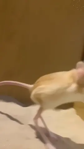 Happy long-eared jerboa.🐰🐰#happy #foryou #cute #funnyvideo